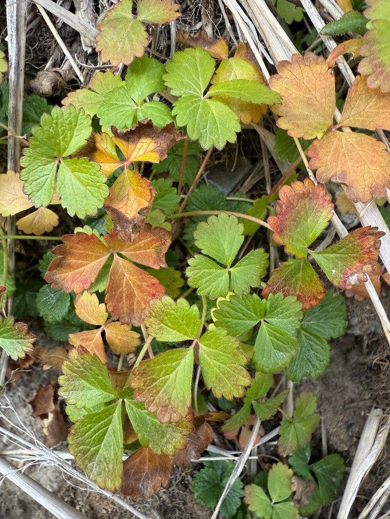 Rubus arcticus subsp. arcticus photo 2