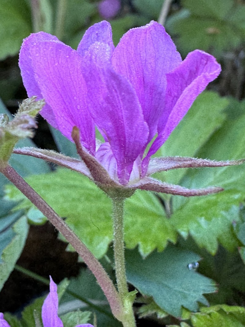 Rubus arcticus subsp. arcticus photo 3