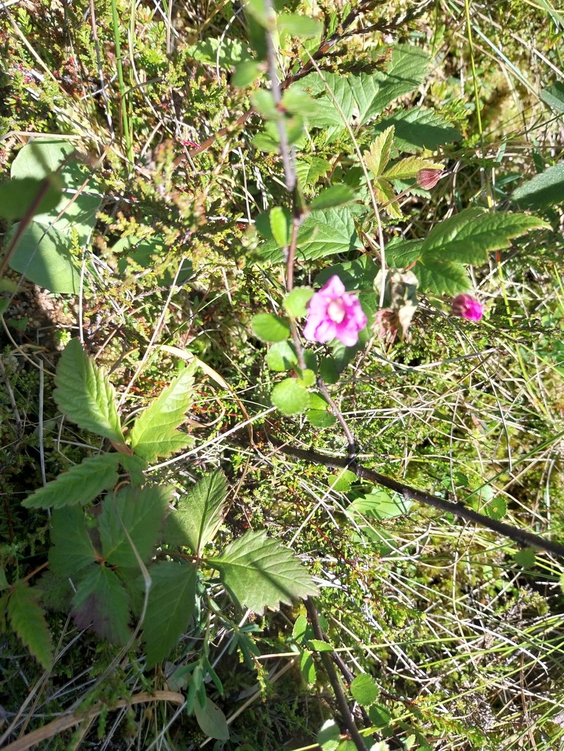 Rubus arcticus subsp. arcticus photo 4