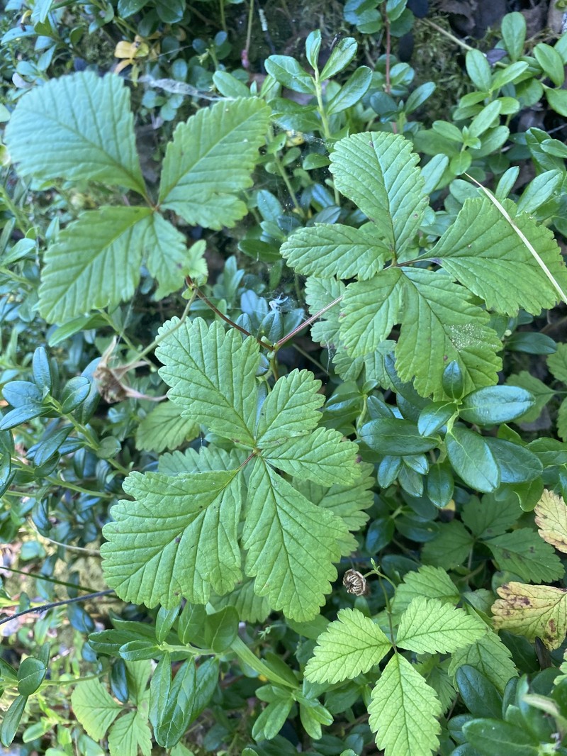 Rubus arcticus subsp. arcticus photo 5