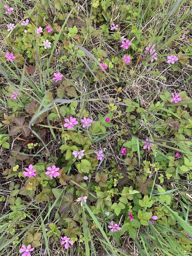 Rubus arcticus subsp. arcticus photo 6