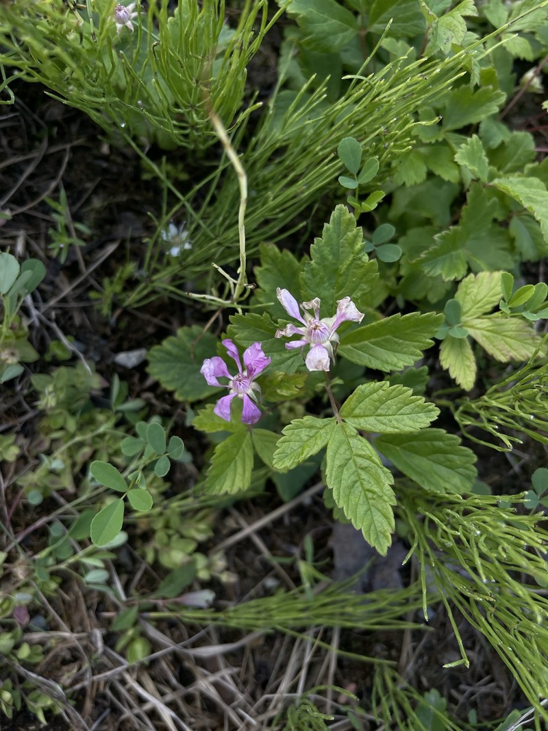 Rubus arcticus subsp. arcticus photo 7