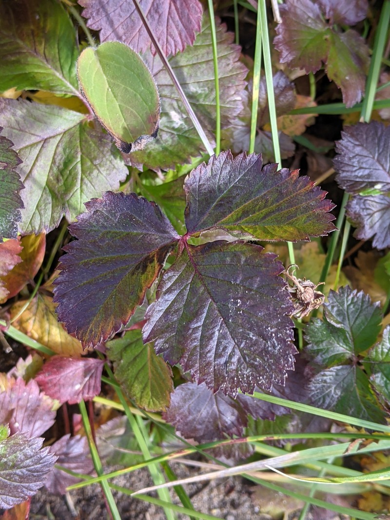 Rubus arcticus subsp. arcticus photo 8