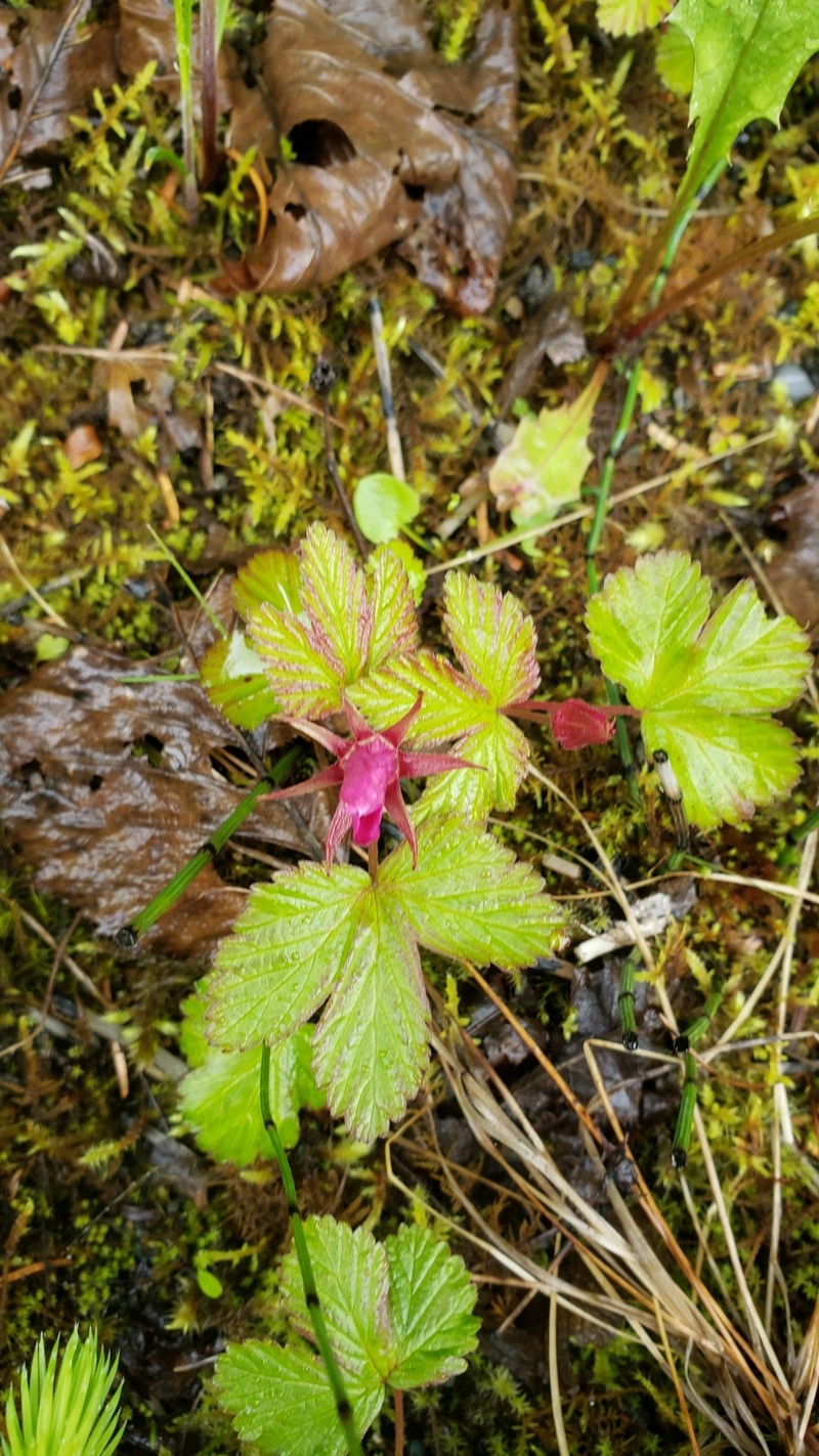 Rubus arcticus subsp. stellatus