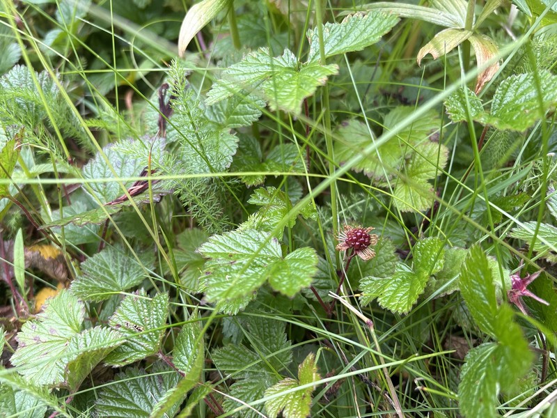 Rubus arcticus subsp. stellatus photo 2