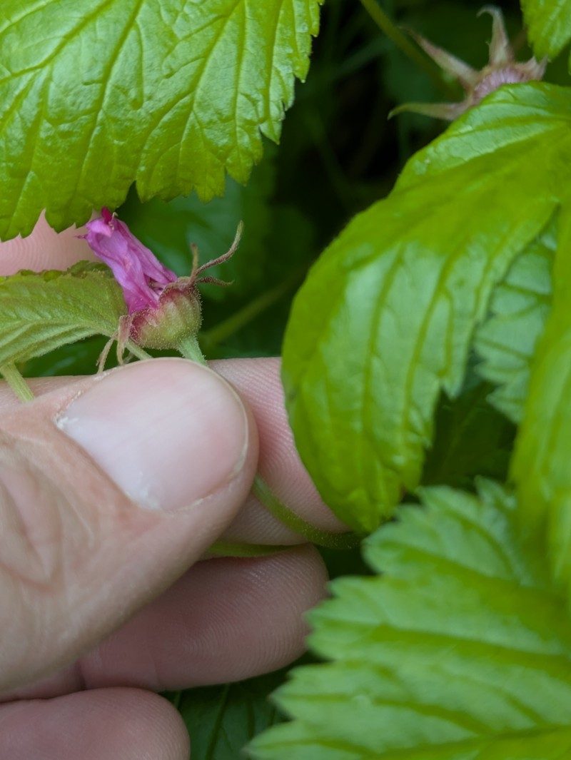 Rubus arcticus subsp. stellatus photo 4