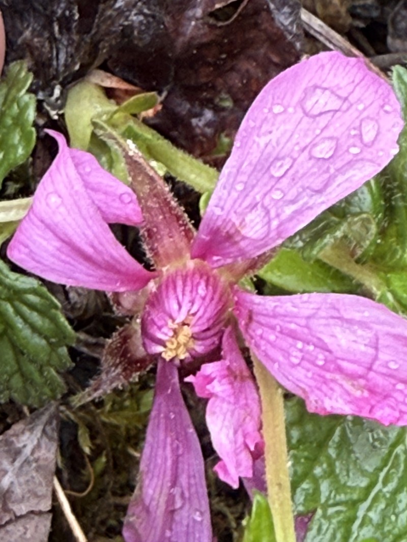 Rubus arcticus subsp. stellatus photo 5