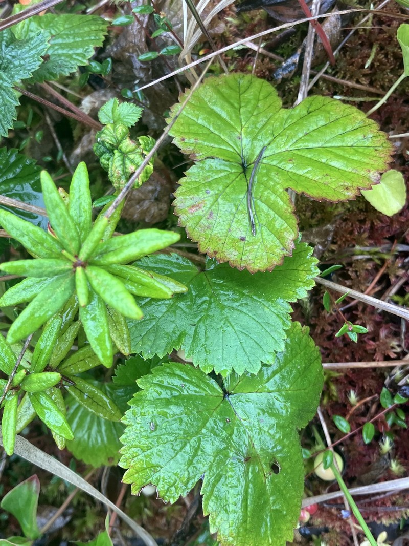 Rubus arcticus subsp. stellatus photo 8