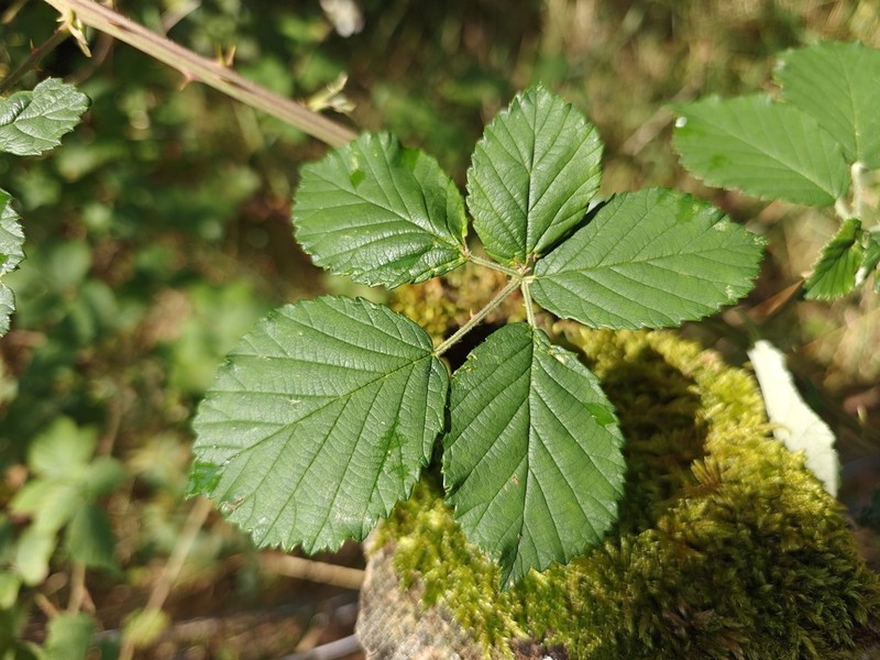 Rubus arduennensis