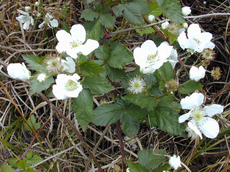 Sawtooth Blackberry