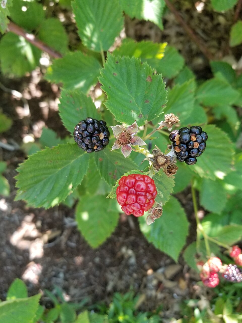 Sawtooth Blackberry photo 5