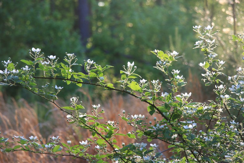 Sawtooth Blackberry photo 2