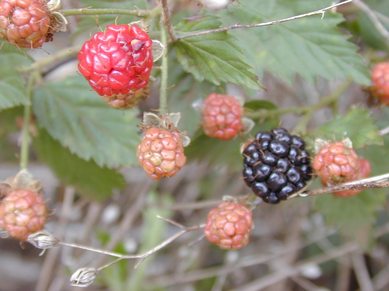Sawtooth Blackberry photo 3