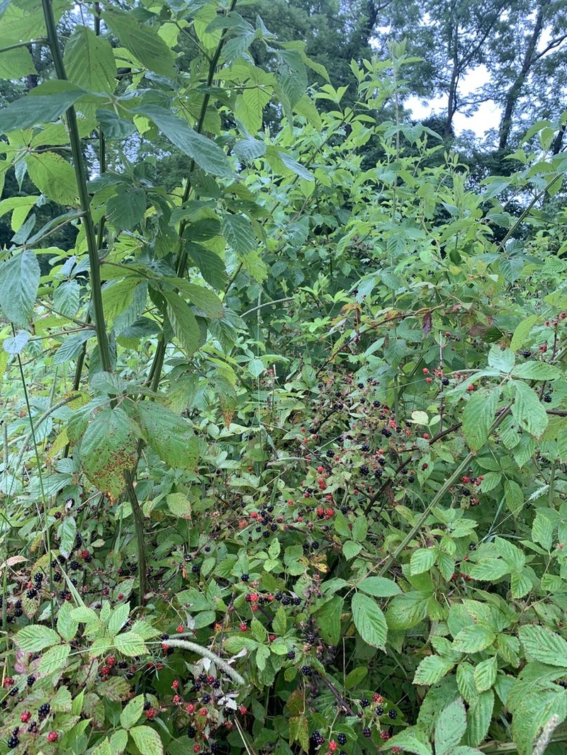 Sawtooth Blackberry photo 5