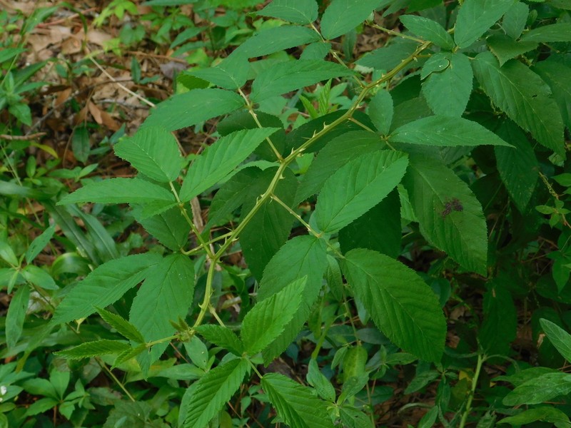 Upland Dewberry photo 3