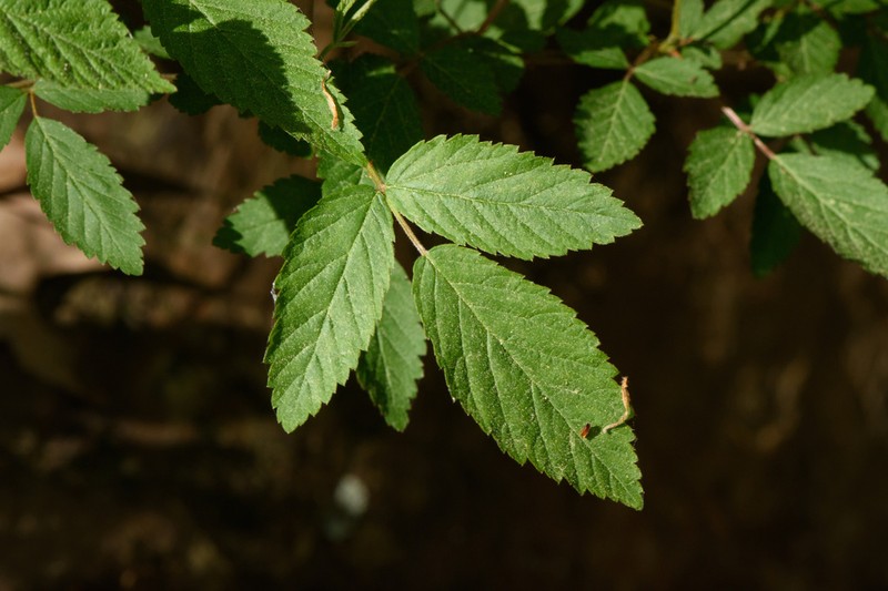 Upland Dewberry photo 5