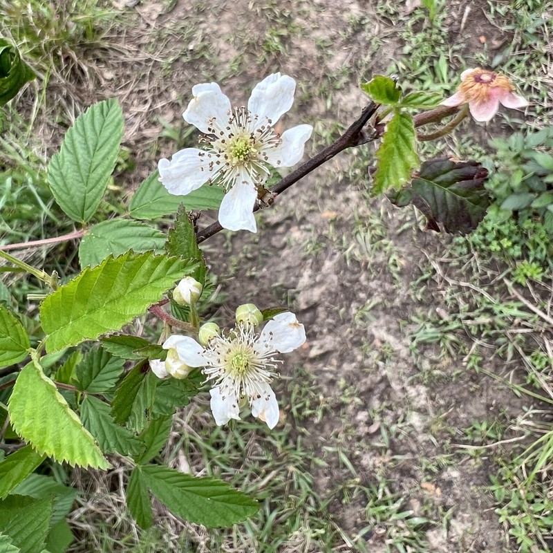Upland Dewberry photo 6