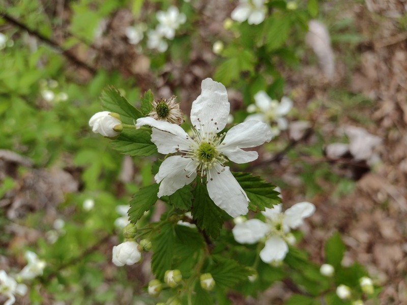 Upland Dewberry photo 7