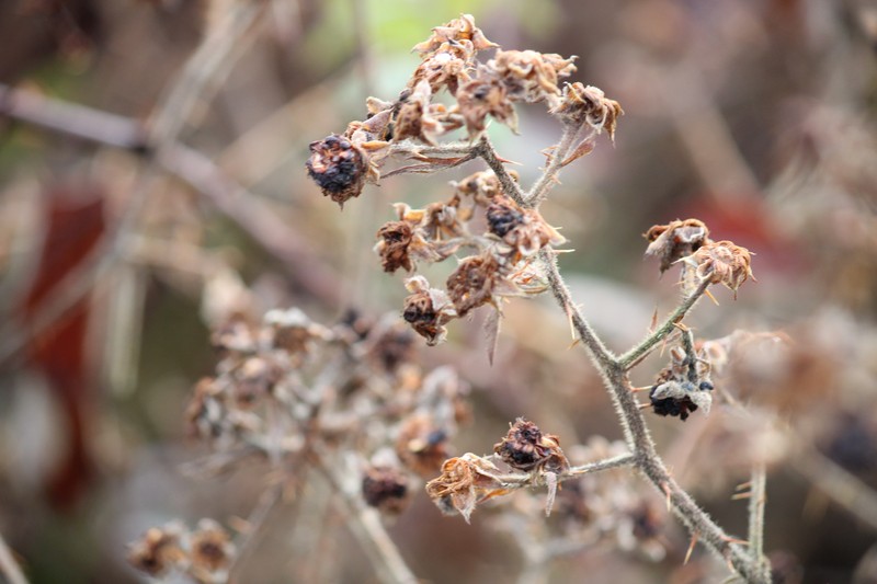 Himalayan Blackberry photo 2