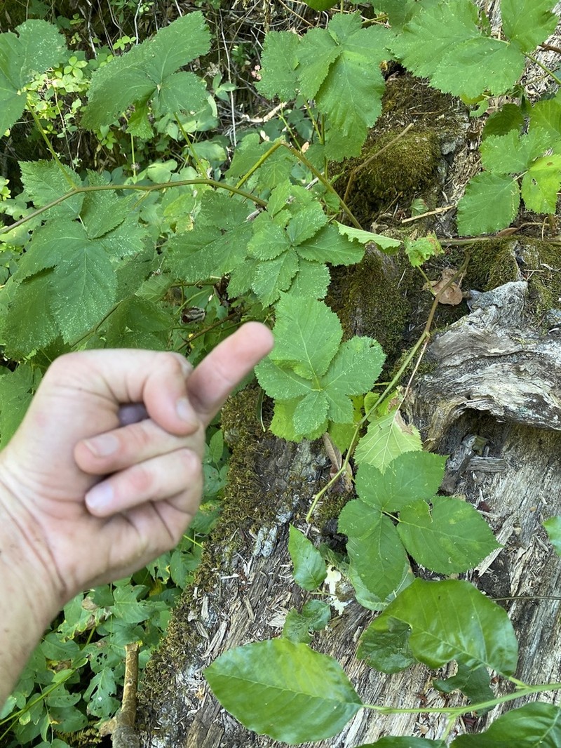 Himalayan Blackberry photo 3