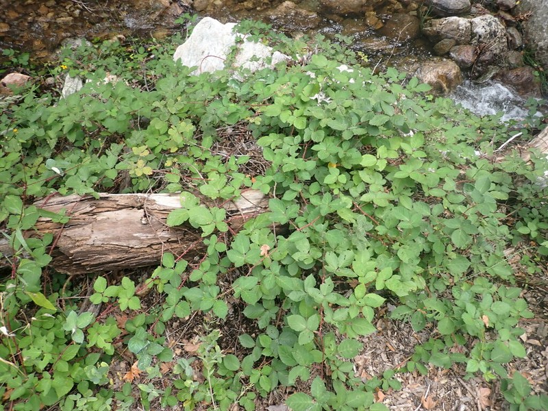 Himalayan Blackberry photo 4