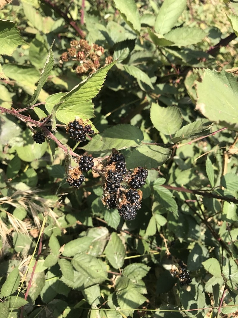 Himalayan Blackberry photo 5