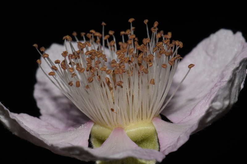 Himalayan Blackberry photo 6