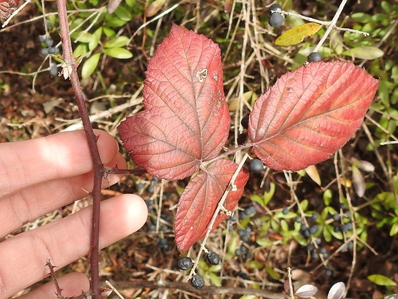 Himalayan Blackberry photo 7