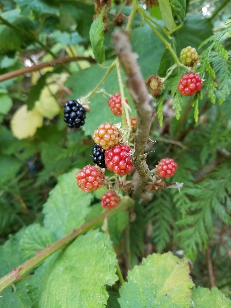 Himalayan Blackberry photo 8