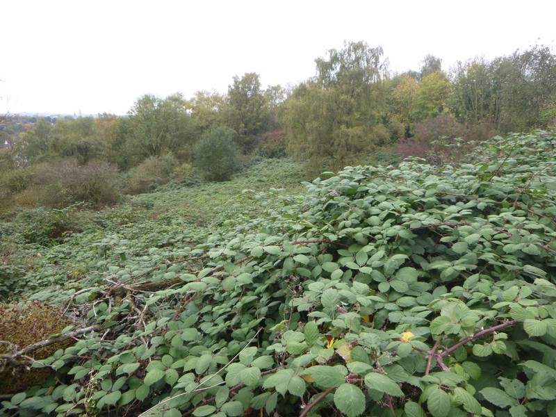 Himalayan Blackberry