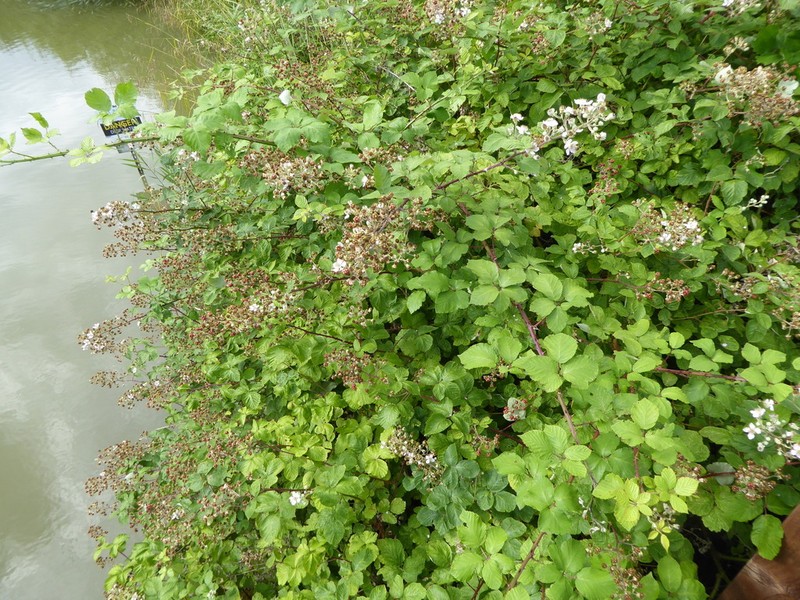 Rubus armipotens