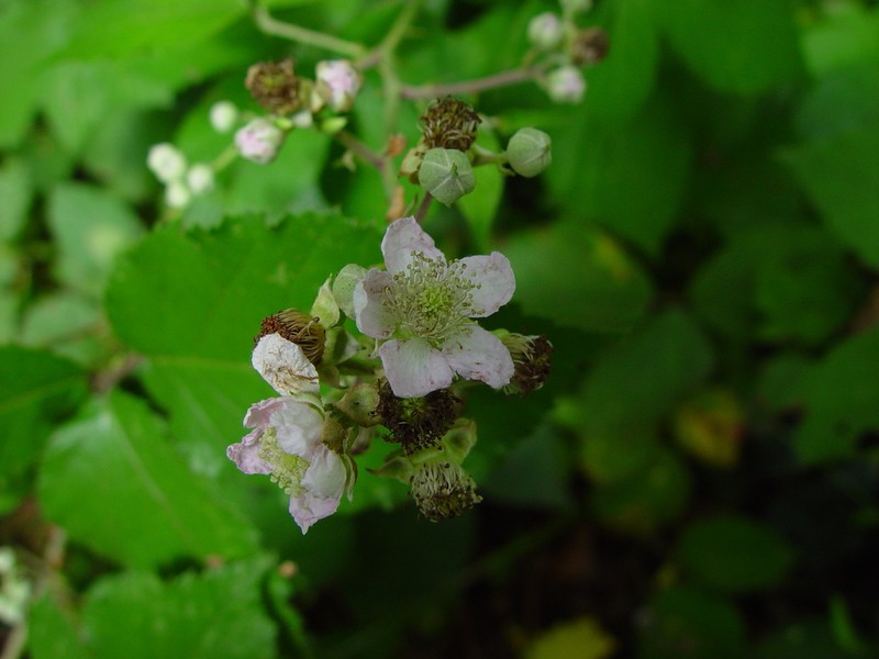 Rubus armipotens photo 3