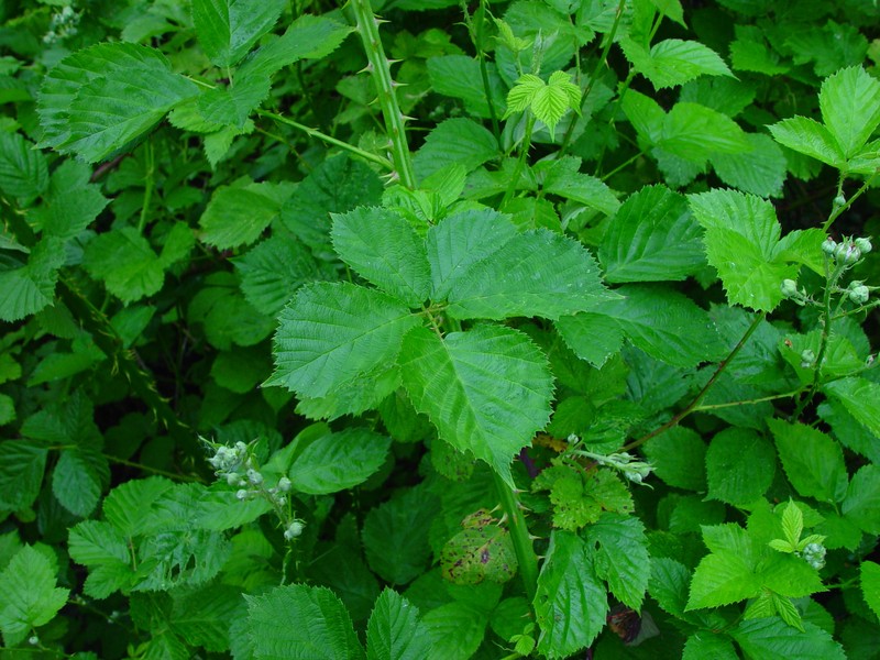 Rubus armipotens photo 5