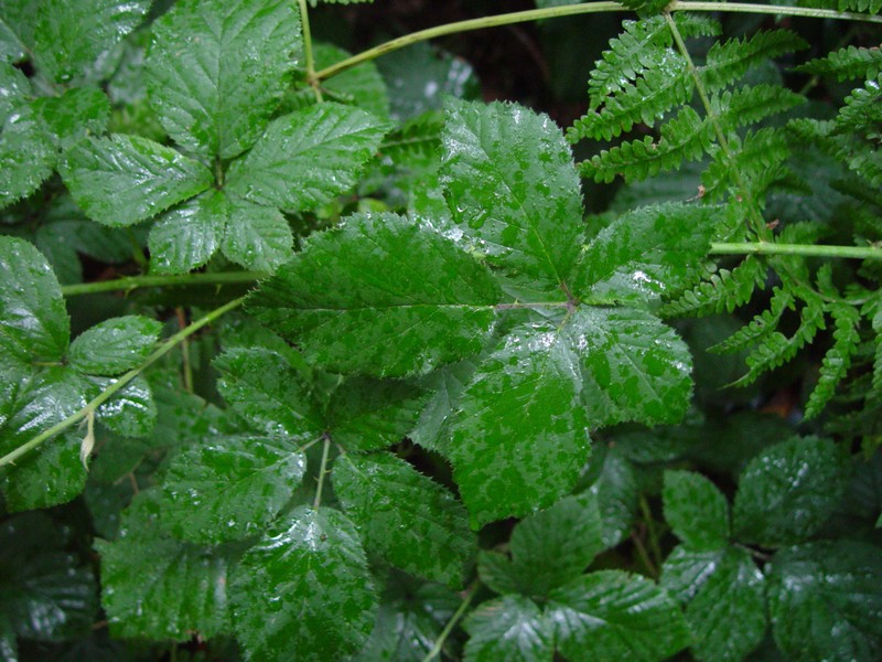 Rubus armipotens photo 7
