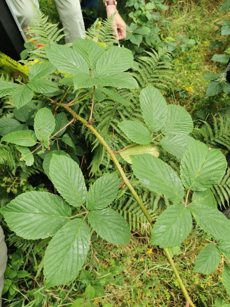 Rubus arrhenii