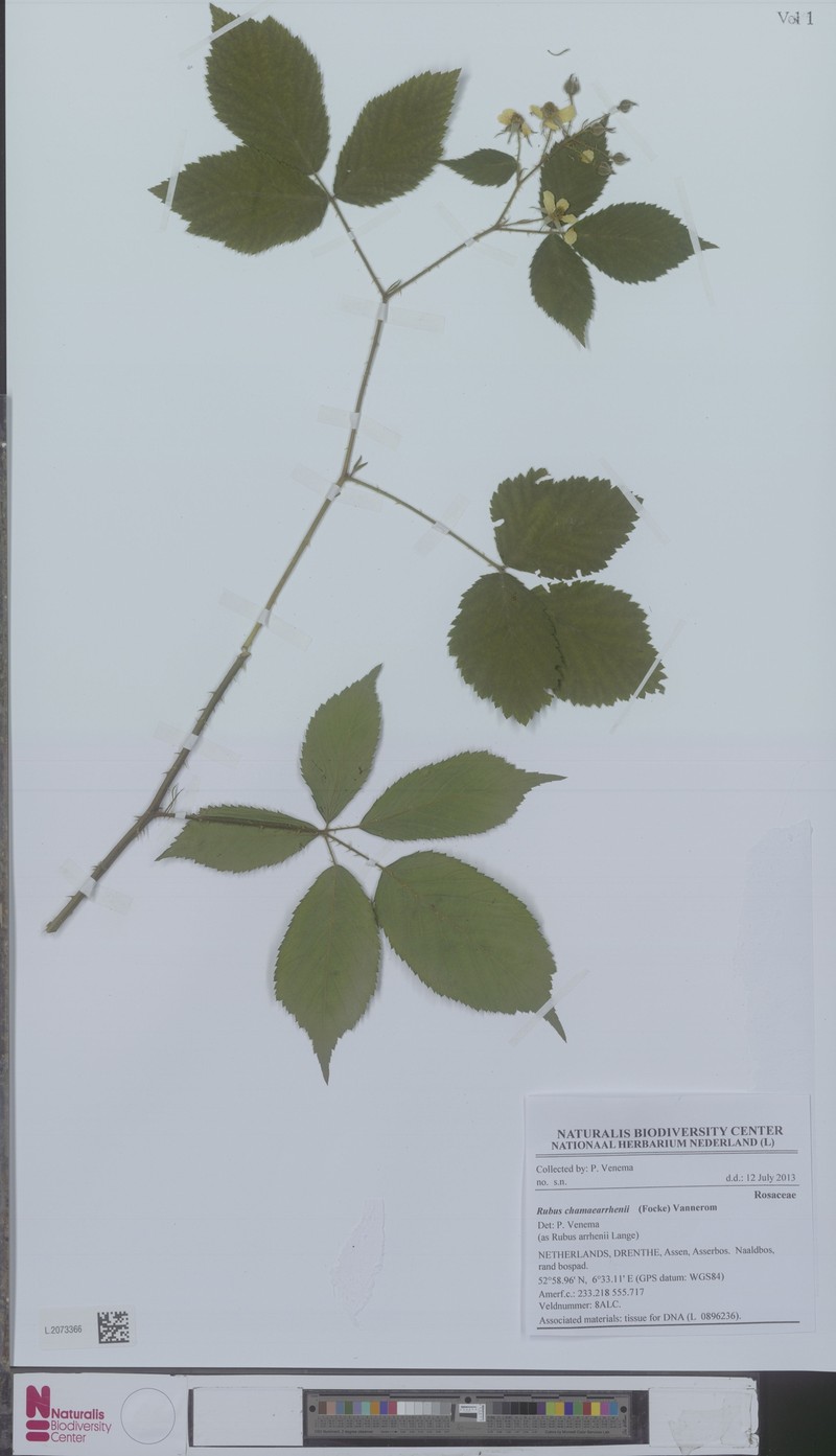 Rubus arrhenii photo 2