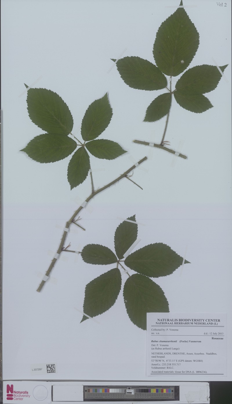 Rubus arrhenii photo 3