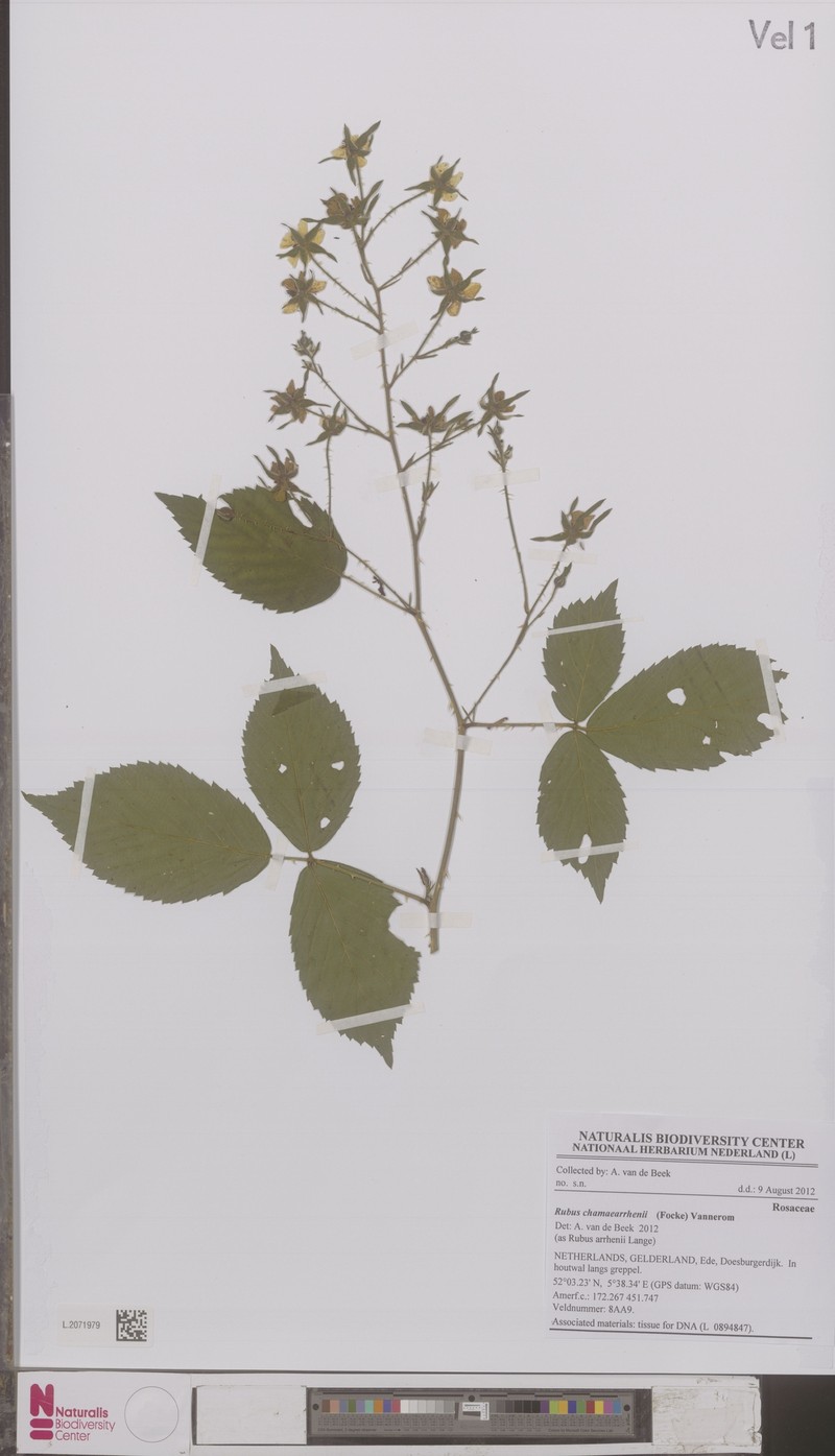Rubus arrhenii photo 4