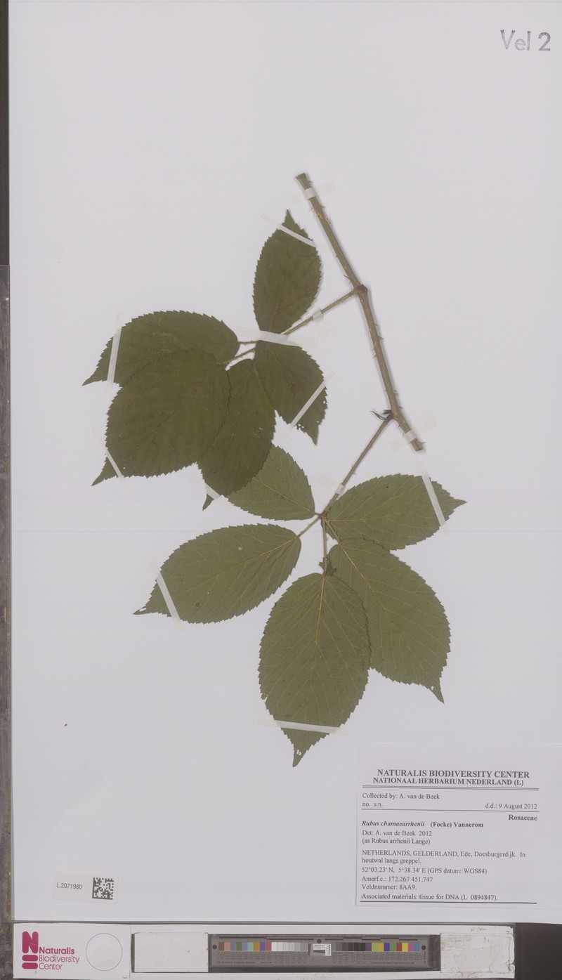 Rubus arrhenii photo 5