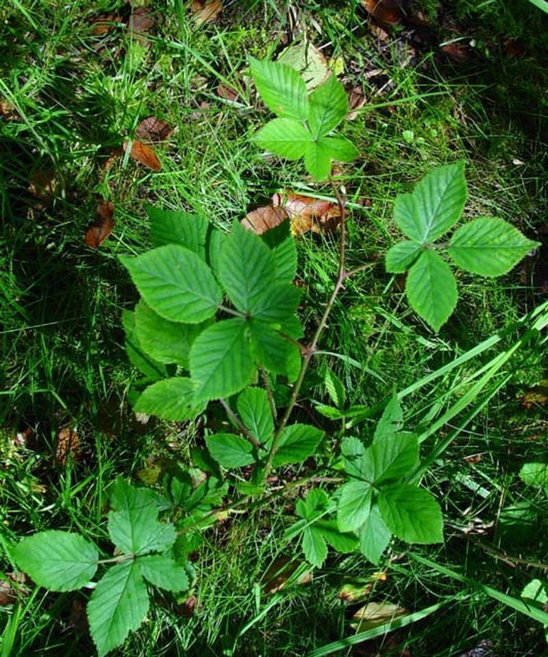 Rubus arrheniiformis photo 2