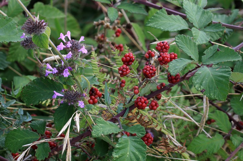 Field Blackberry