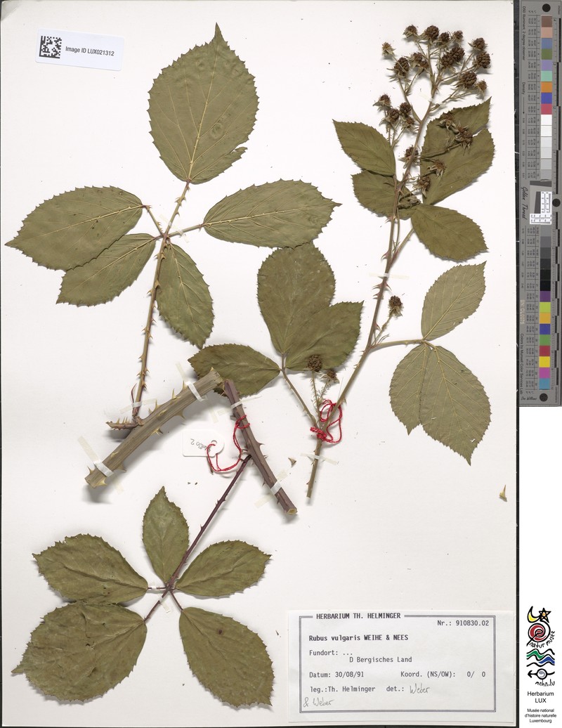 Rubus vulgaris