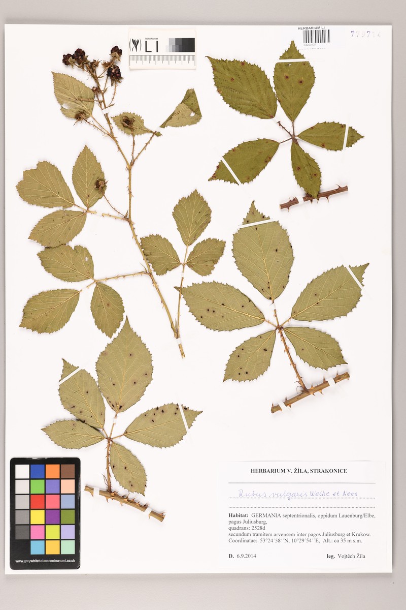 Rubus vulgaris photo 2
