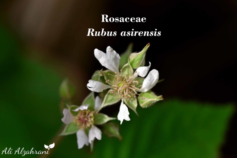 Rubus asirensis photo 2