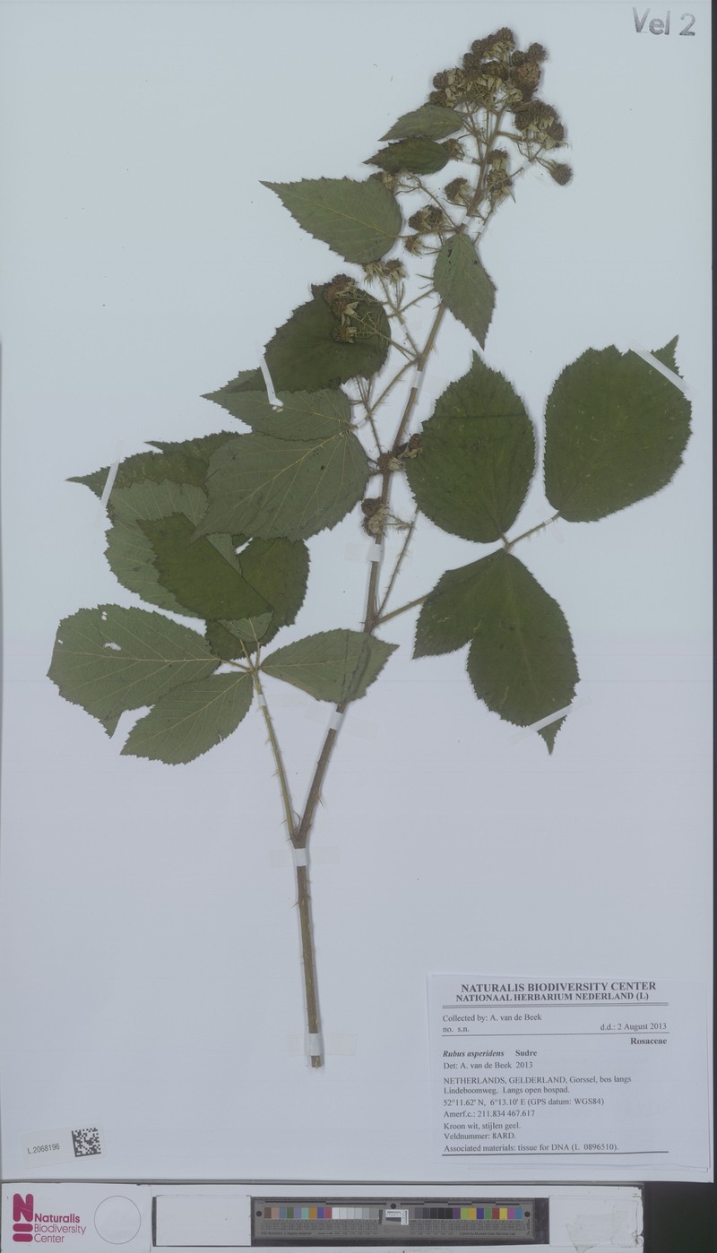 Rubus asperidens