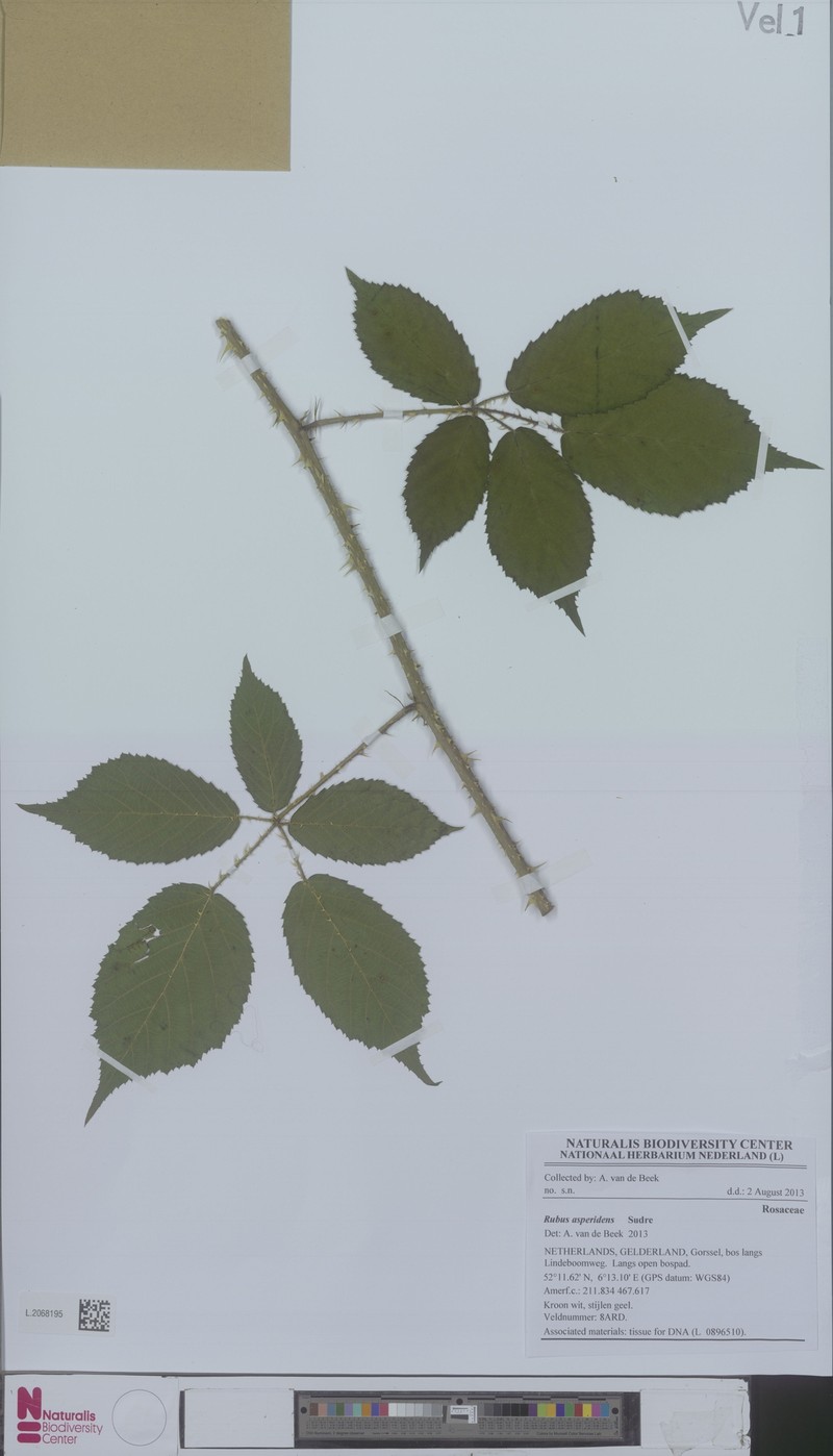 Rubus asperidens photo 2