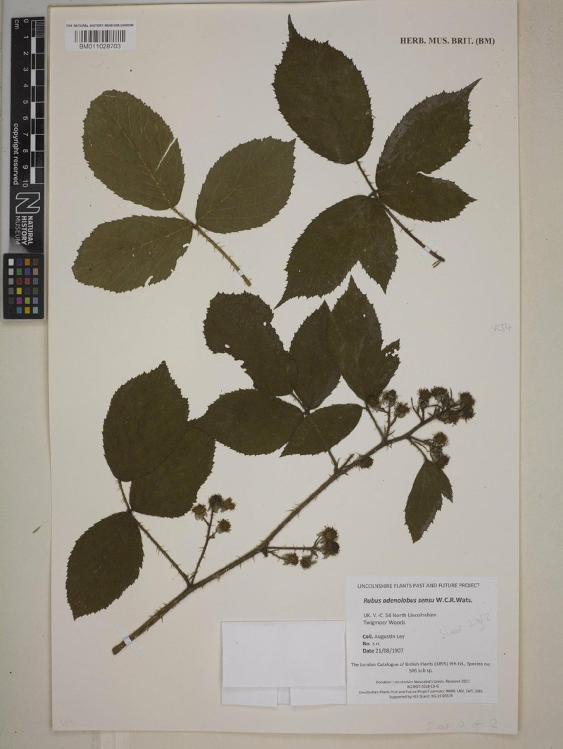 Rubus asperidens photo 3
