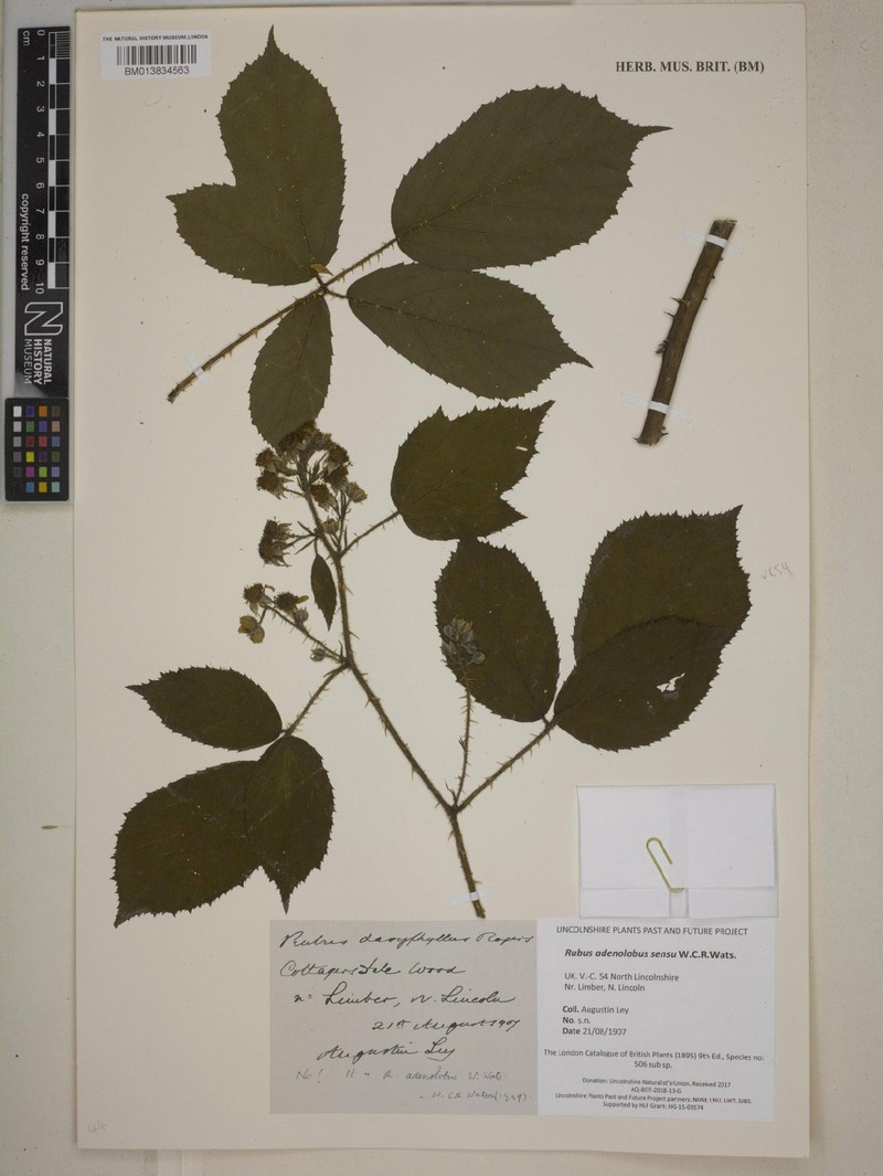 Rubus asperidens photo 4