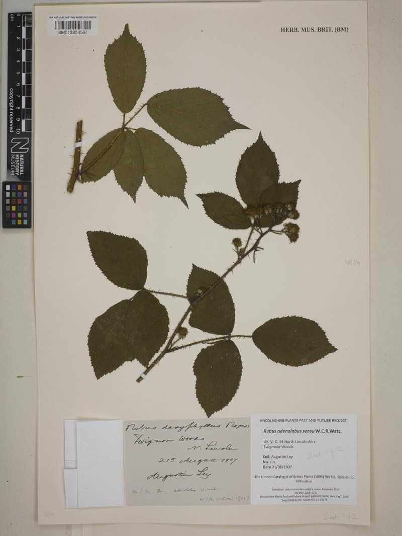 Rubus asperidens photo 5