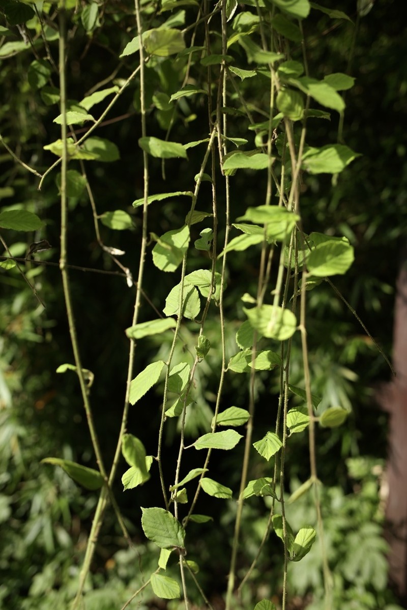 Rubus assamensis